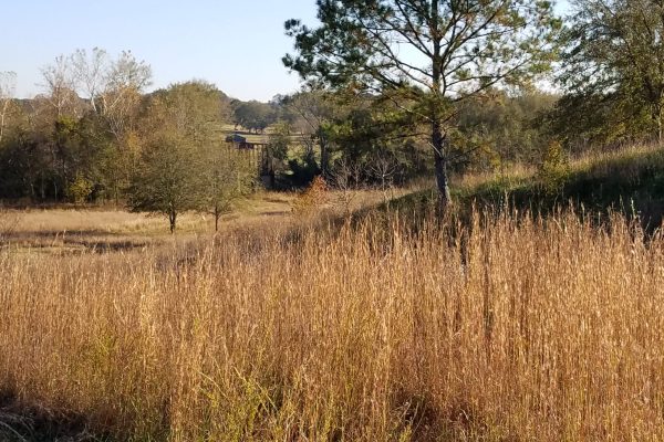 Grasslands