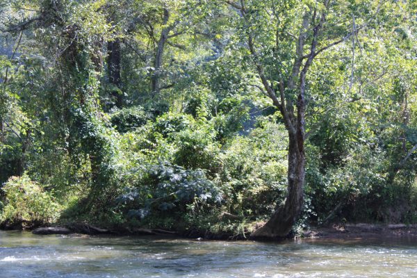 IMG_0211 - Copy